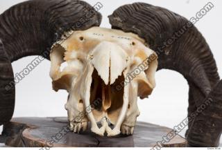 Photo Textures of Mouflon Skull 